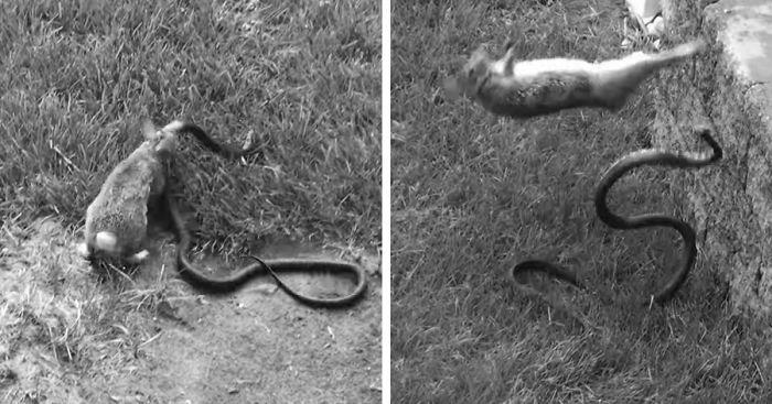Mother Rabbit Fights Big Black Snake To save Its babies photo 0