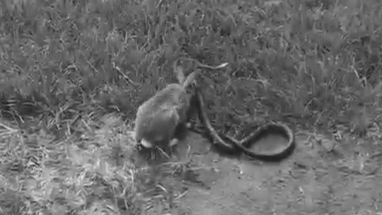 Mother Rabbit Fights Big Black Snake To save Its babies photo 1